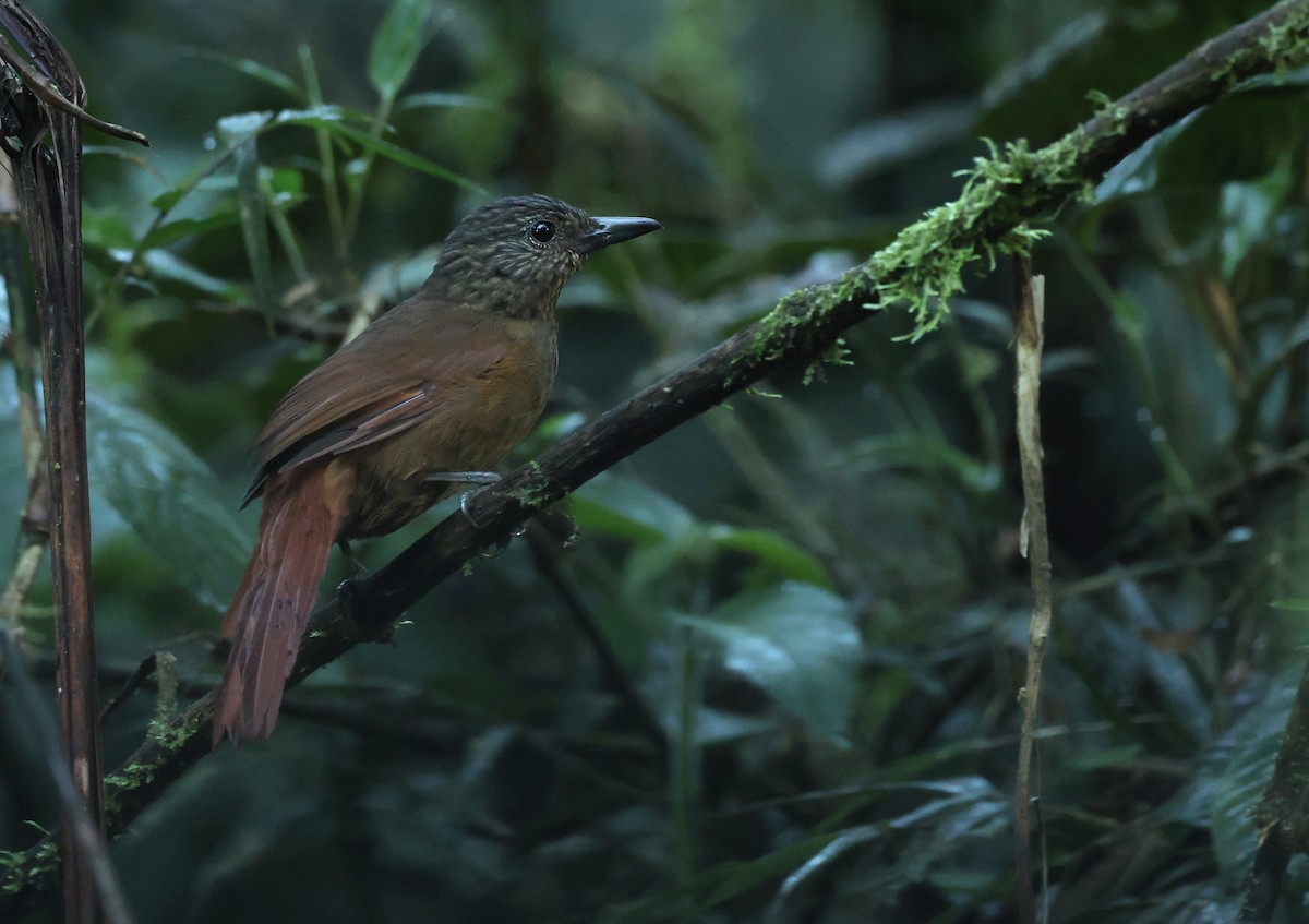 Streak-capped Treehunter - ML646197222