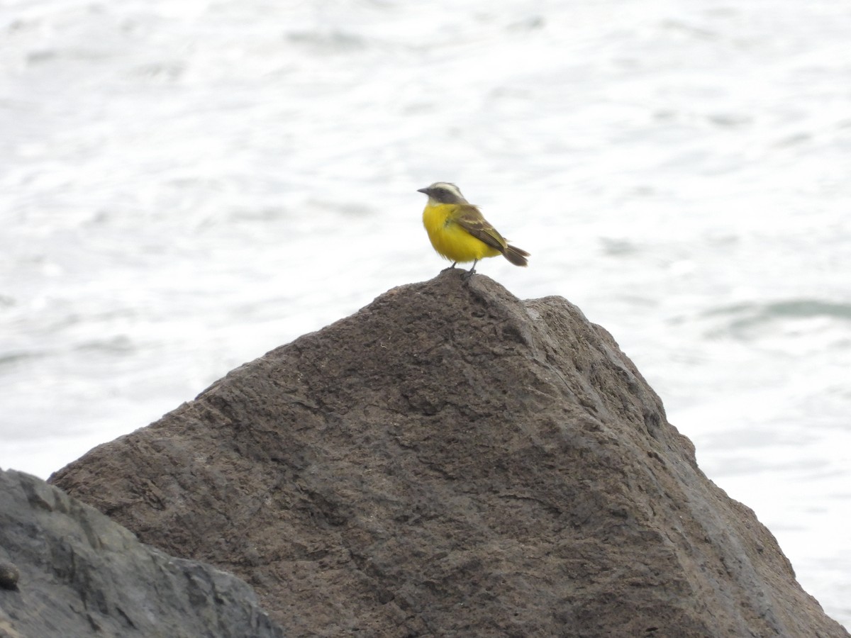 Tyran sociable - ML646197231