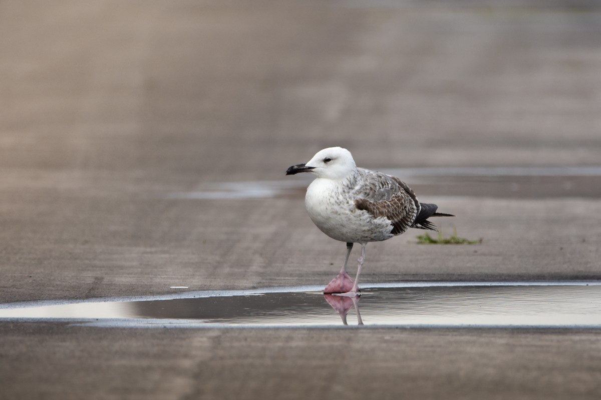 Caspian Gull - ML646197239