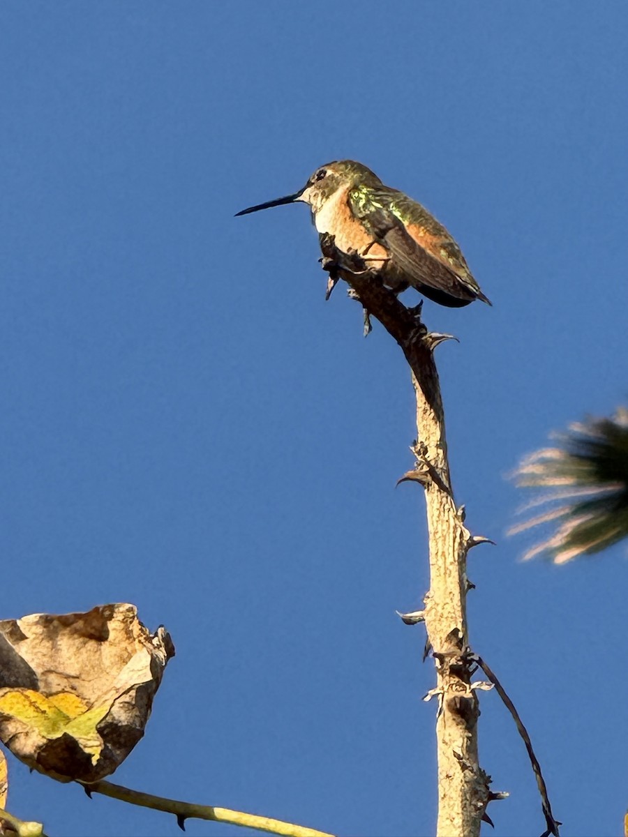 Allen's Hummingbird - ML646197247