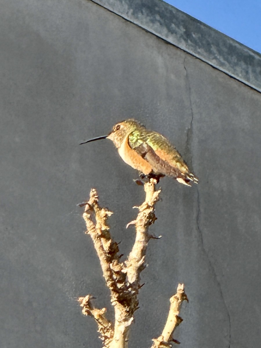 Allen's Hummingbird - ML646197248