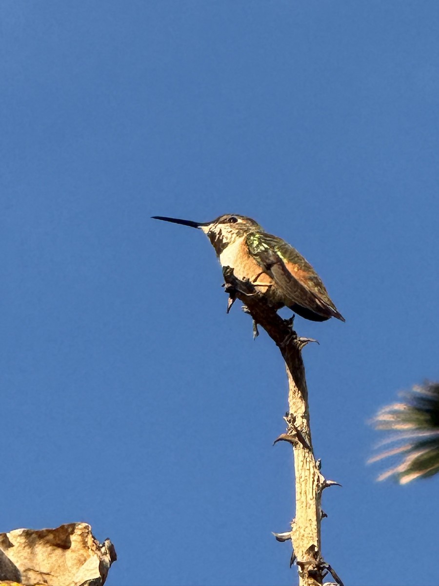 Allen's Hummingbird - ML646197249