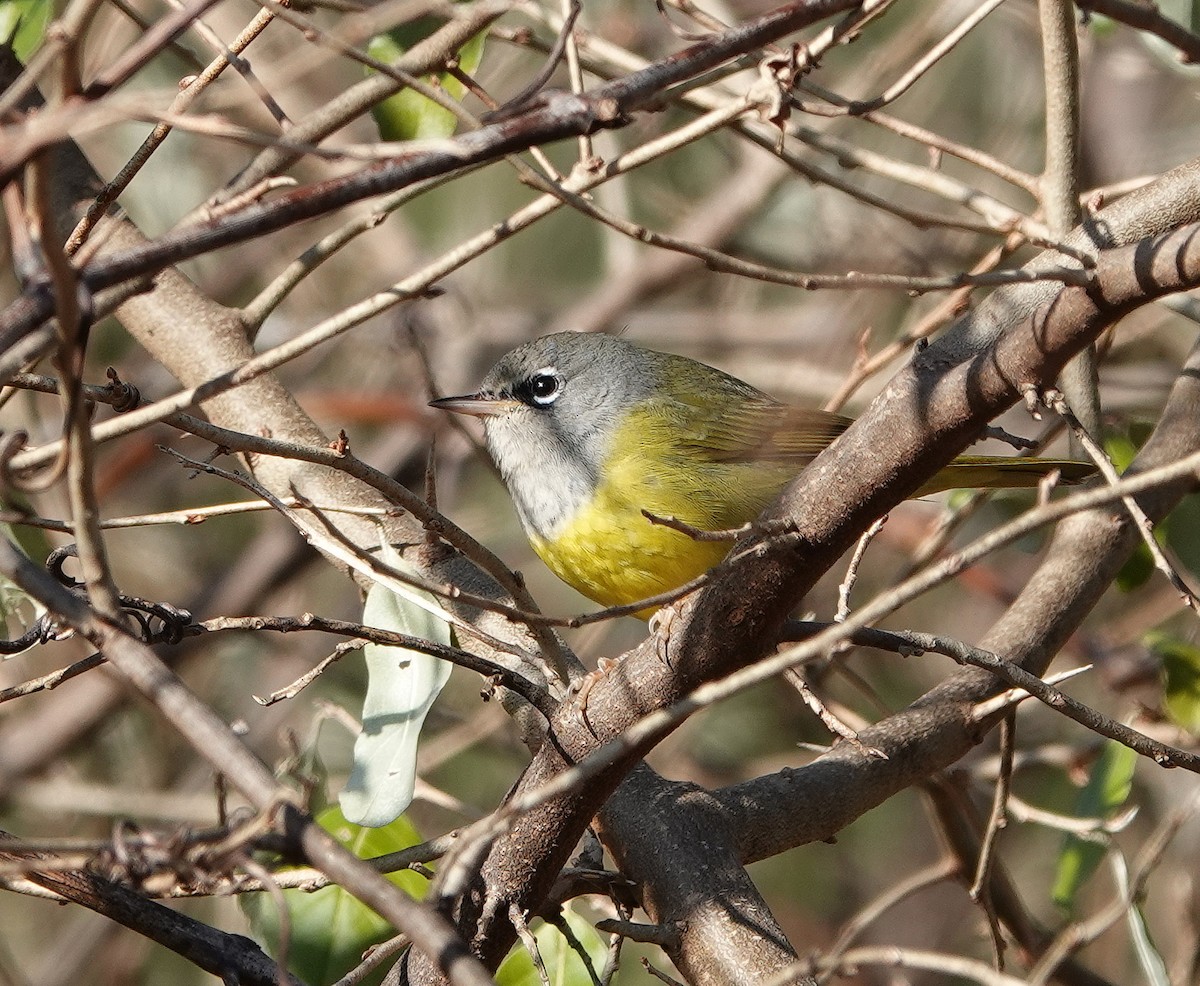 MacGillivray's Warbler - ML646197251