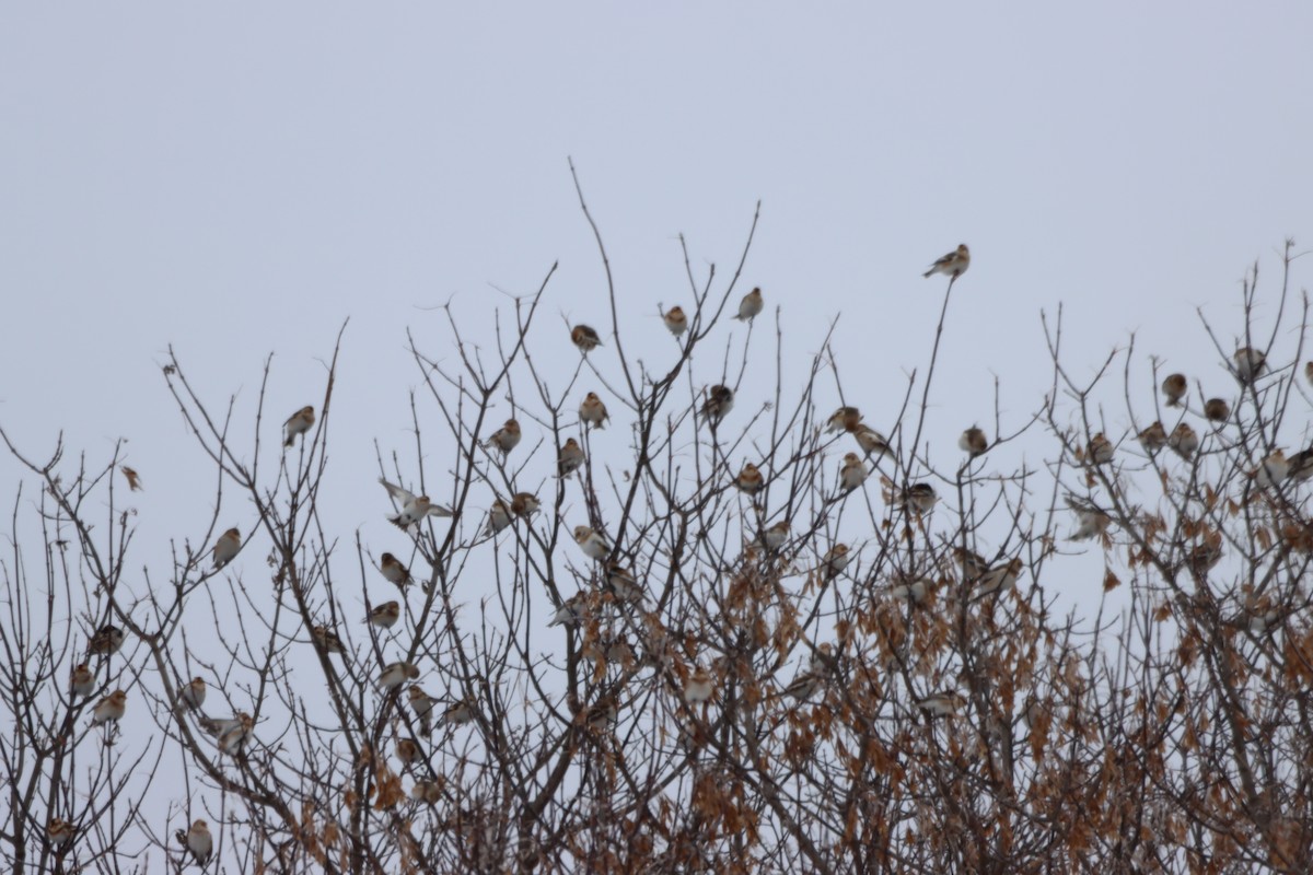 雪鵐 - ML646197263