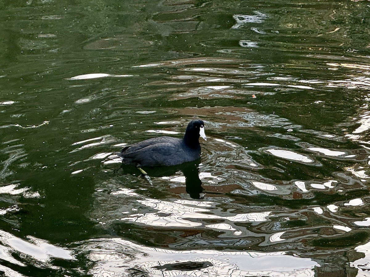 American Coot - ML646197265