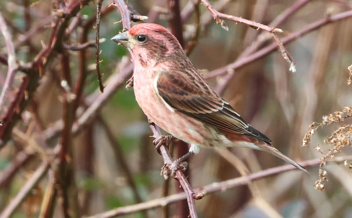 Purple Finch - ML646197268