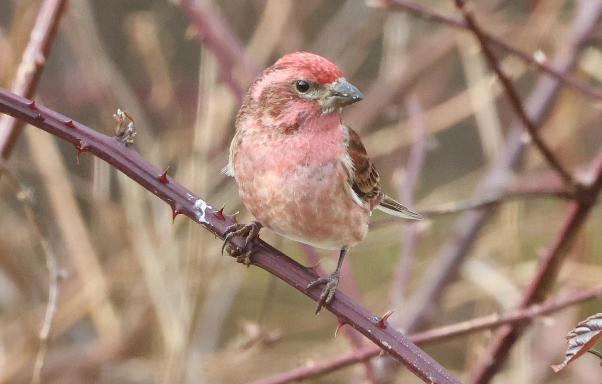Purple Finch - ML646197269