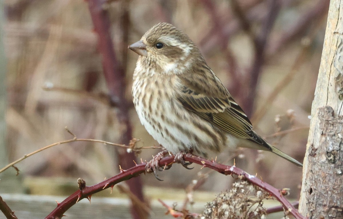 Purple Finch - ML646197270