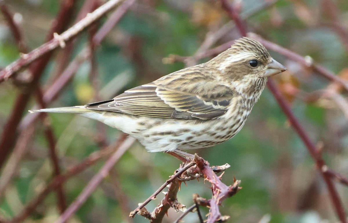 Purple Finch - ML646197271
