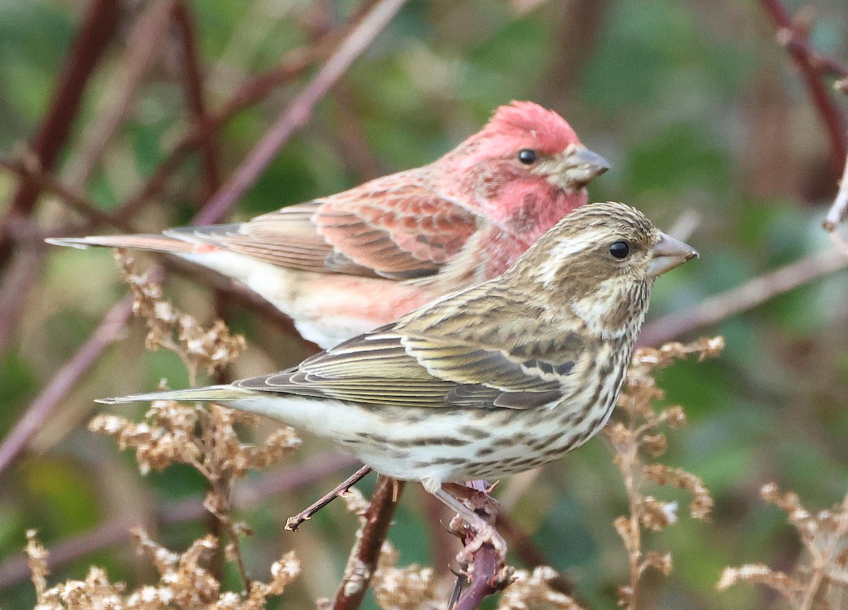 Purple Finch - ML646197272