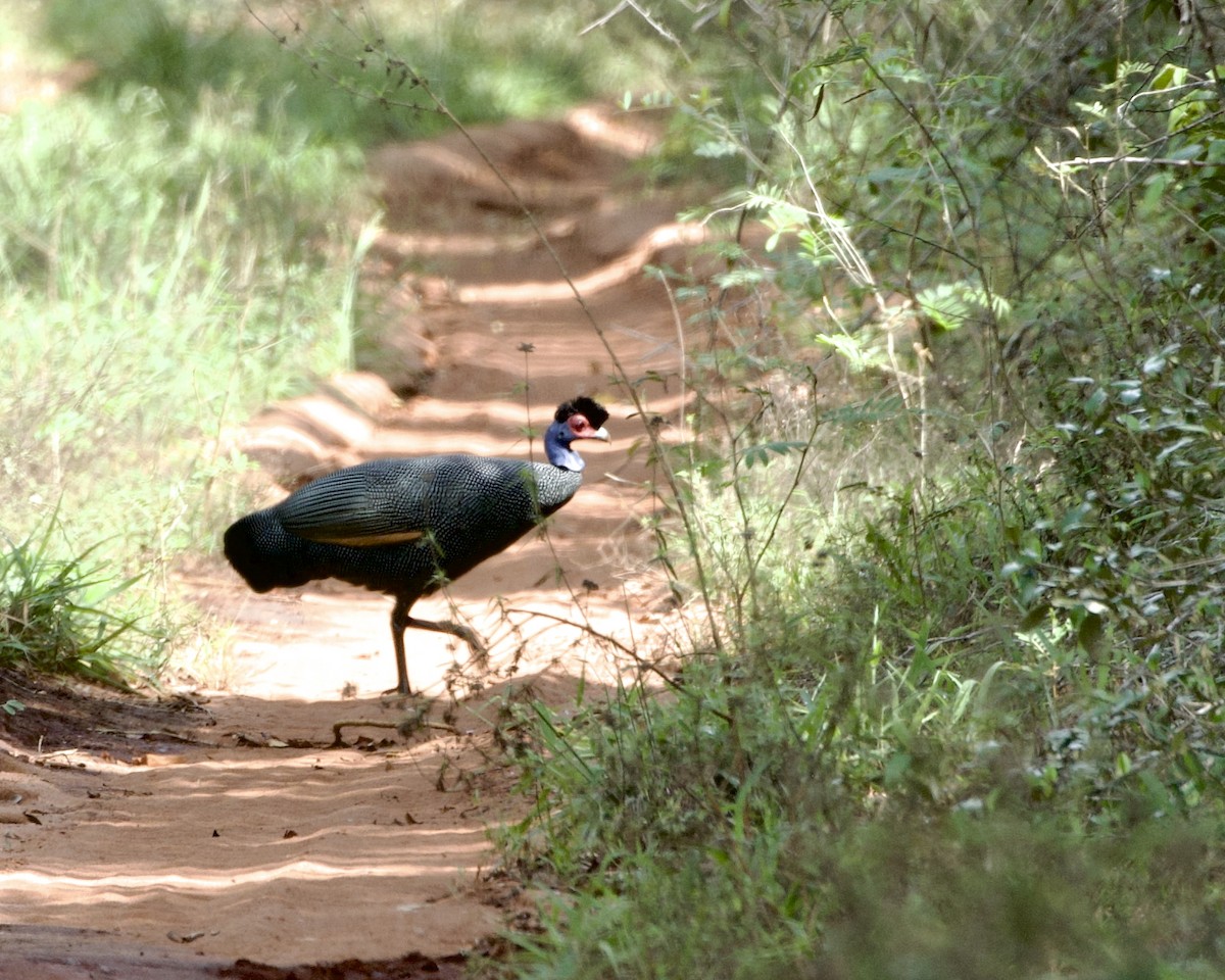 Eastern Crested Guineafowl - ML646197277