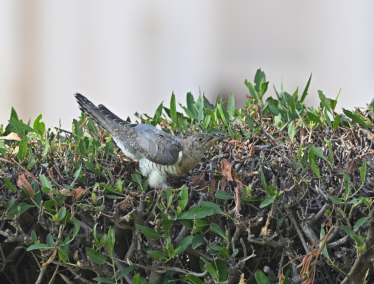 大杜鵑 - ML646197278