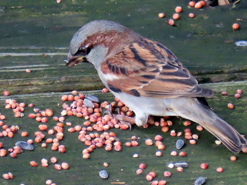 House Sparrow - ML646197279