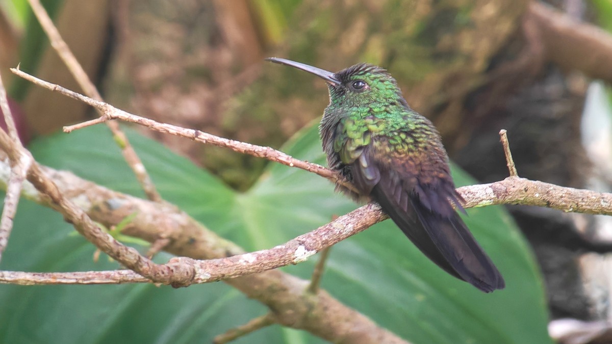 Bronze-tailed Plumeleteer - ML646197290