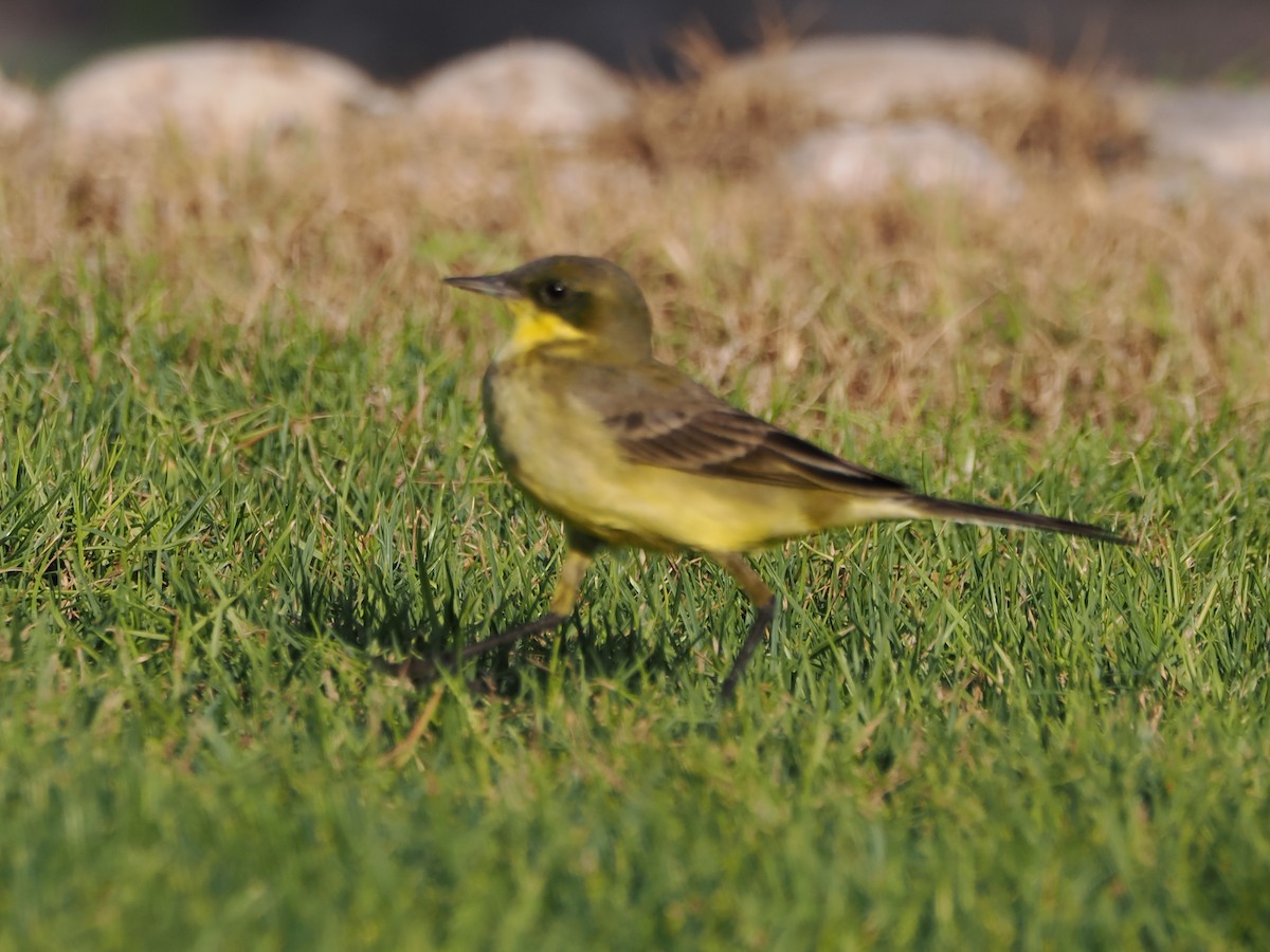 Western Yellow Wagtail (feldegg) - ML646197293