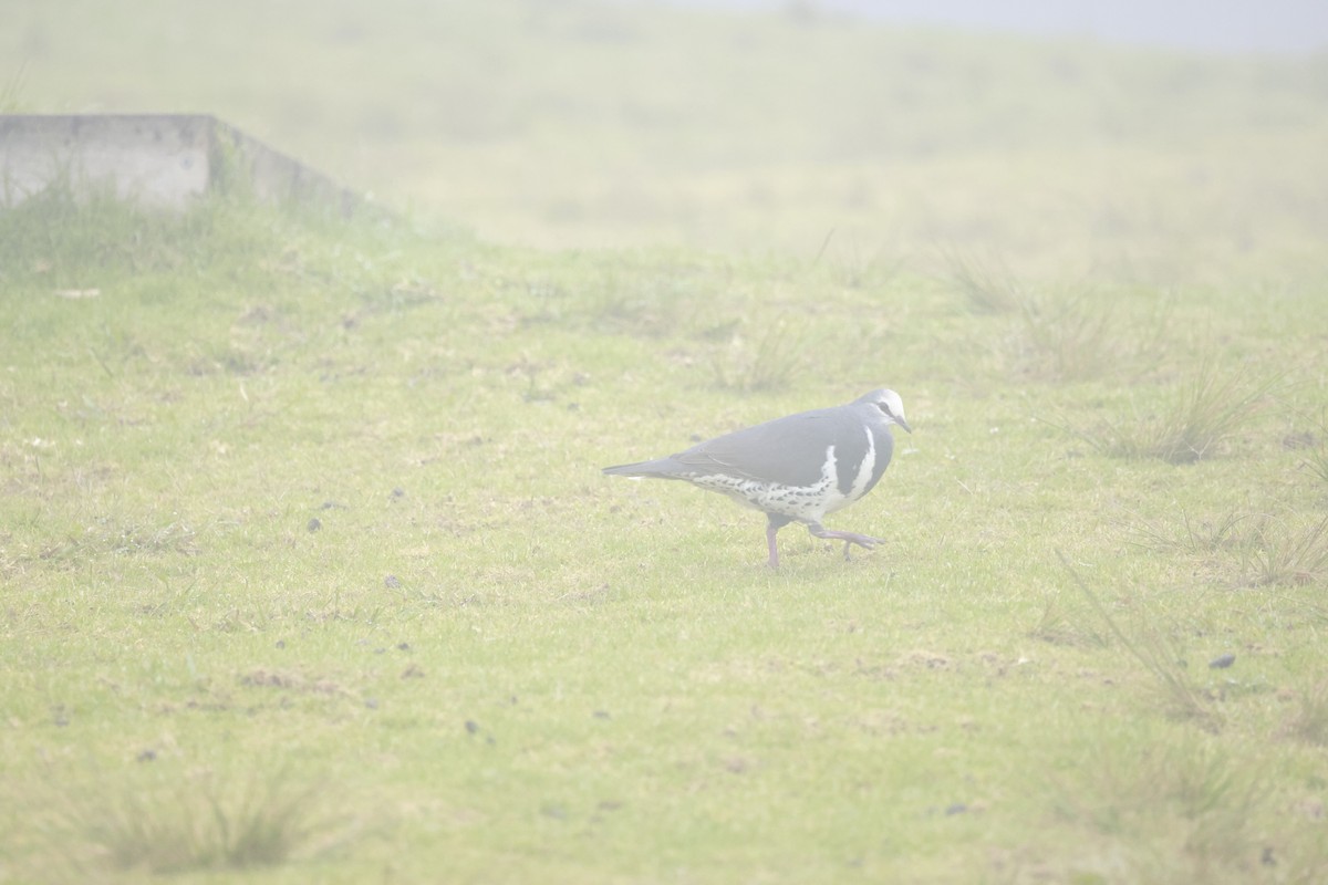 Wonga Pigeon - ML646197298