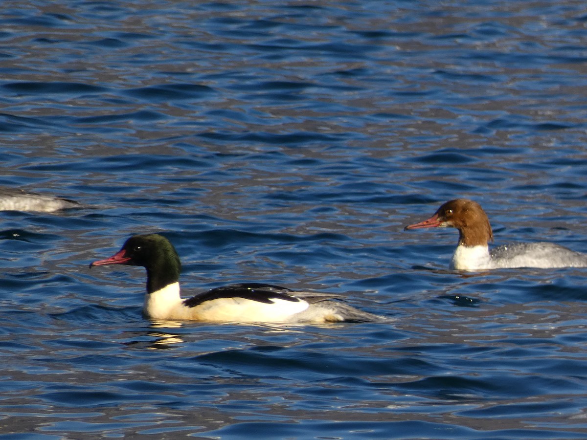 Common Merganser - ML646197305