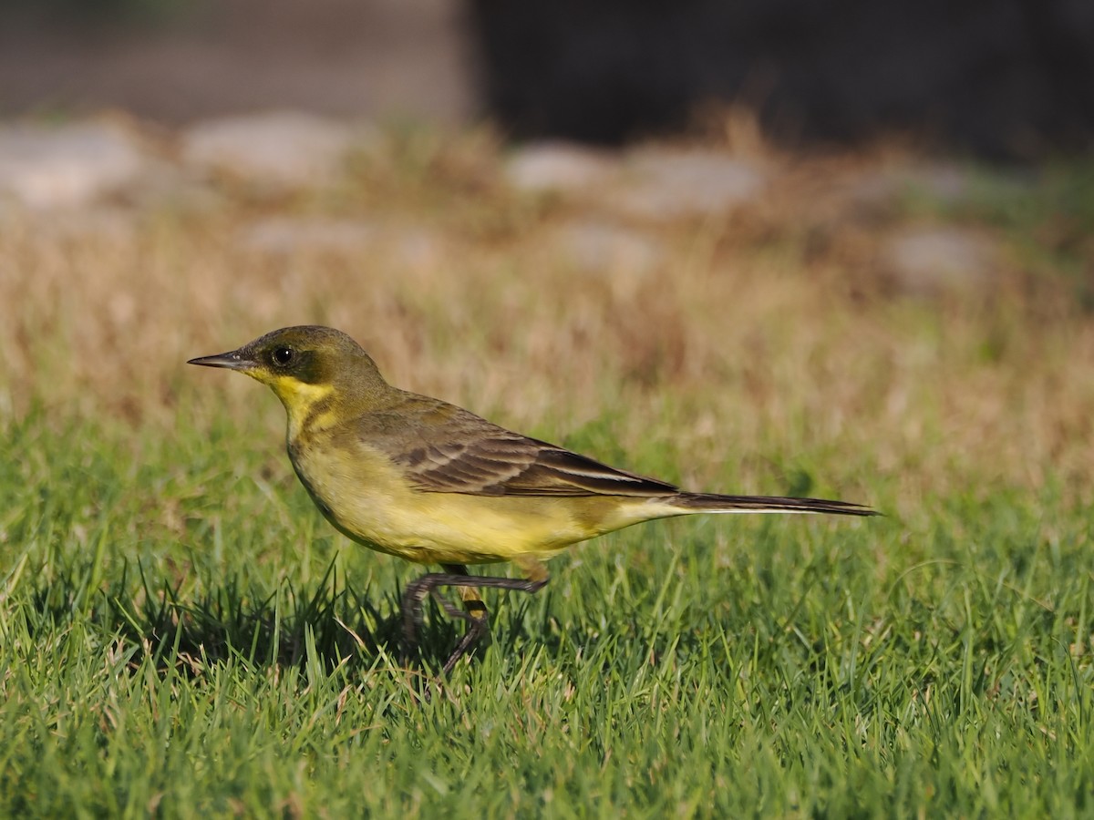 Western Yellow Wagtail (feldegg) - ML646197313