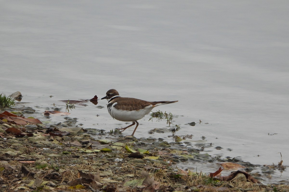 Killdeer - ML646197314
