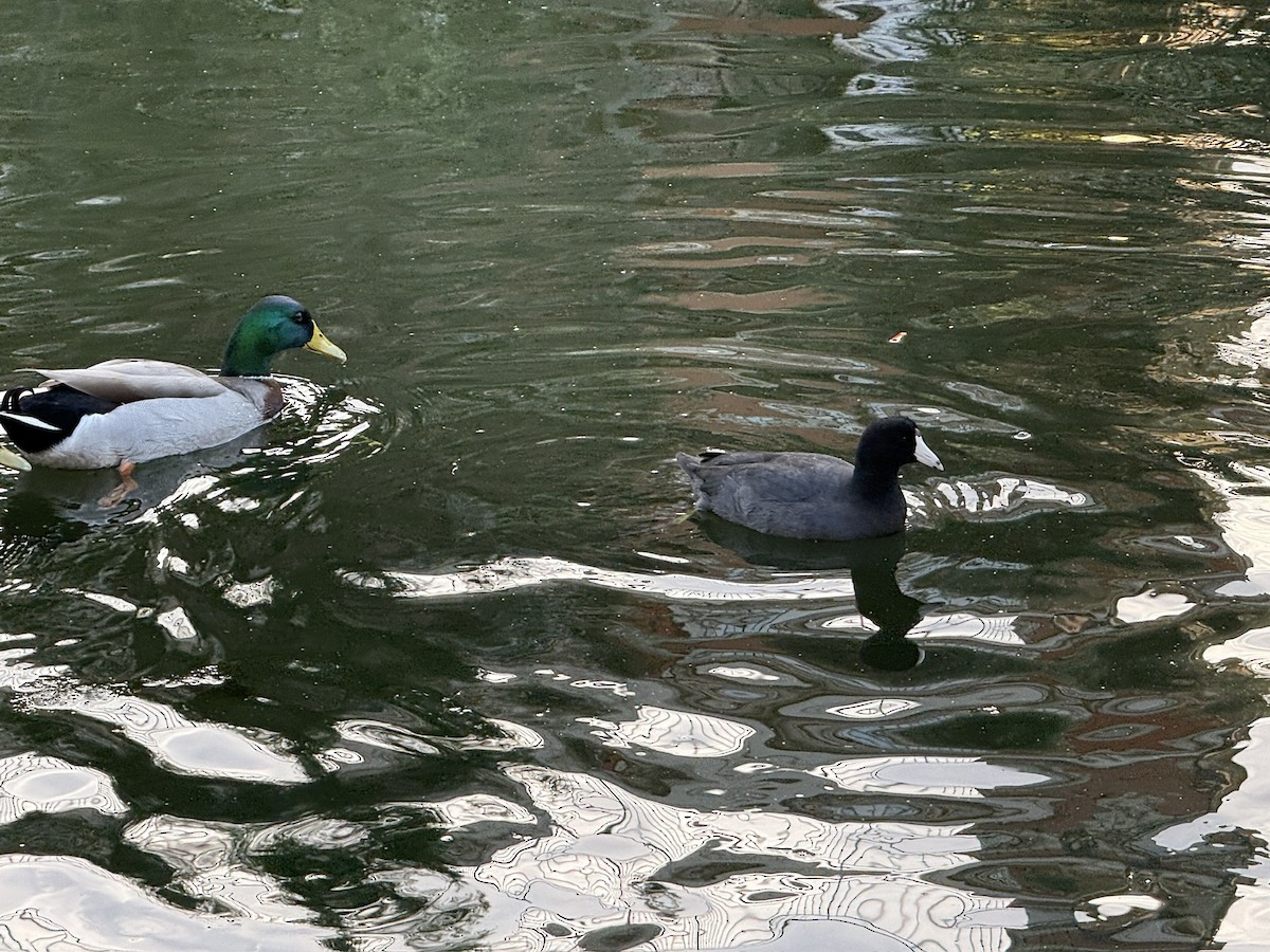 American Coot - ML646197318