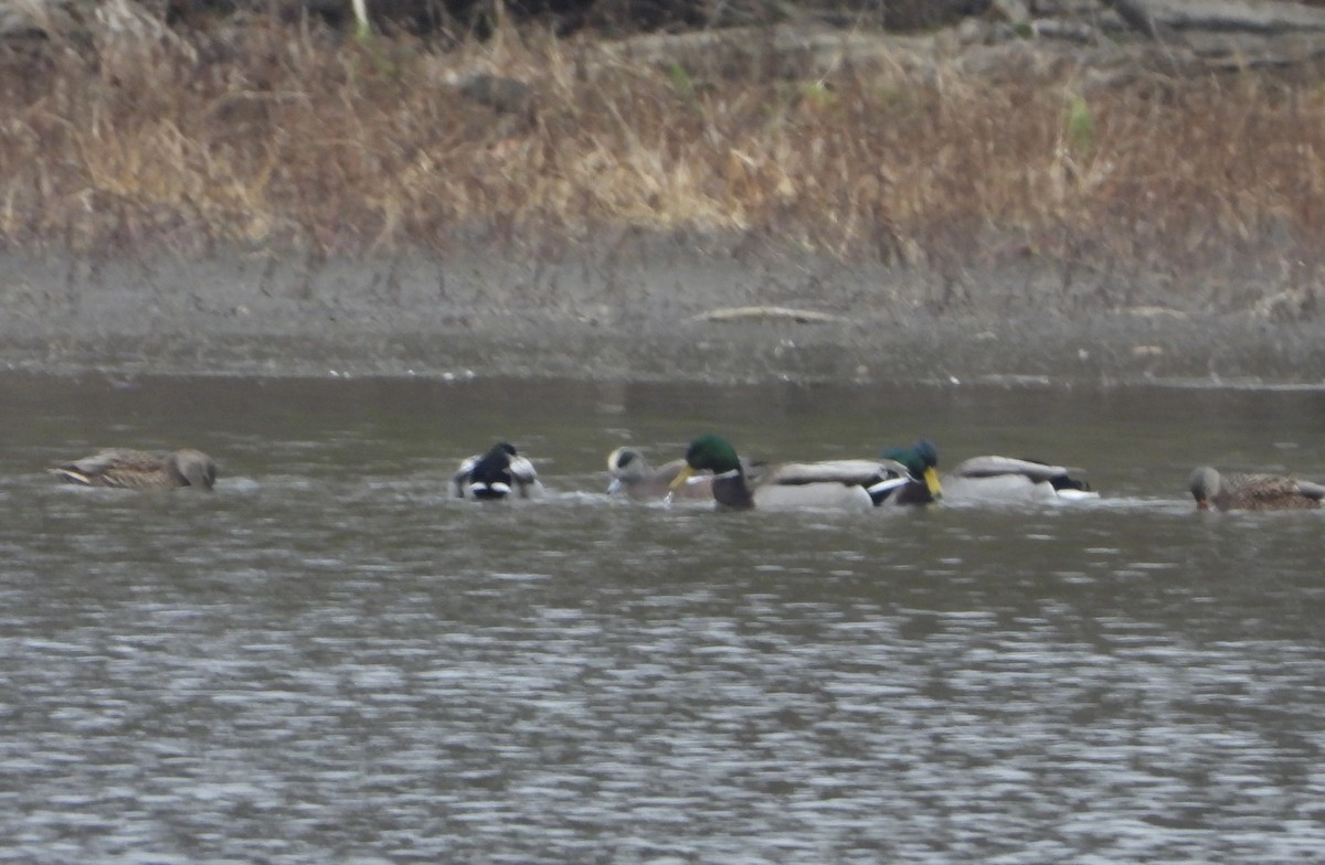 American Wigeon - ML646197320