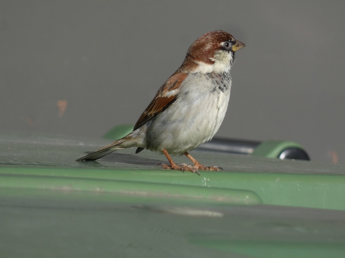 İtalyan Serçesi - ML646197327