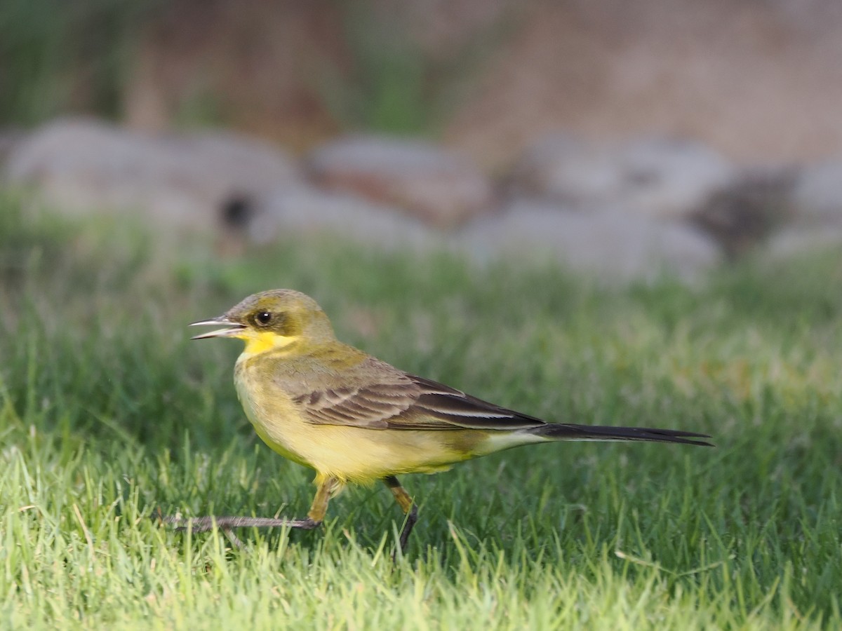 Western Yellow Wagtail (feldegg) - ML646197334
