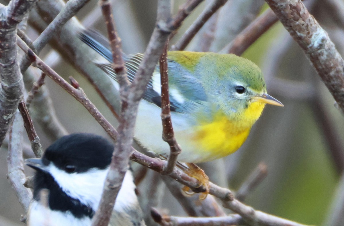 Очковая древесница - ML646197335