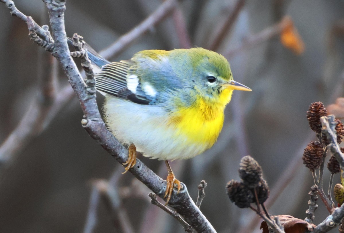 Очковая древесница - ML646197336