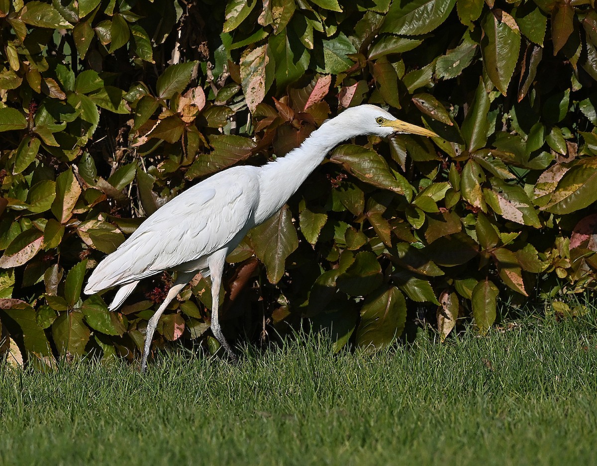 Western Cattle-Egret - ML646197338