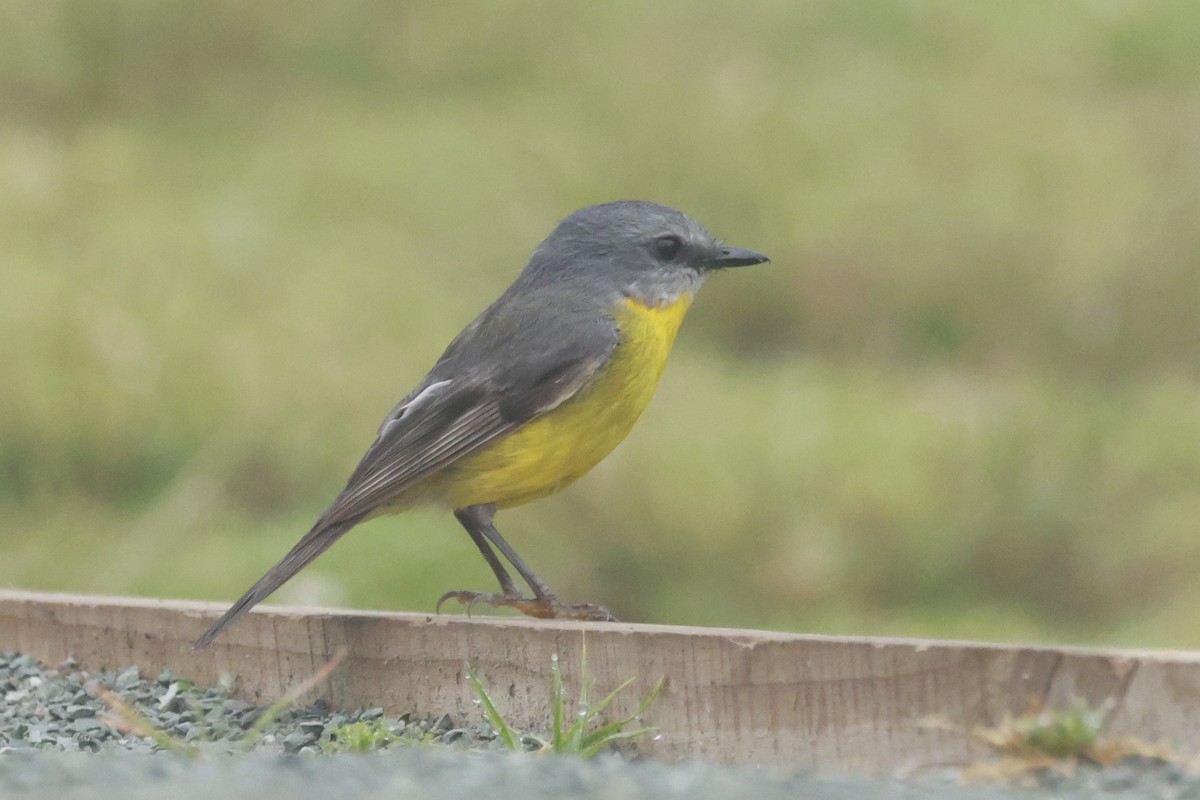 Eastern Yellow Robin - ML646197341