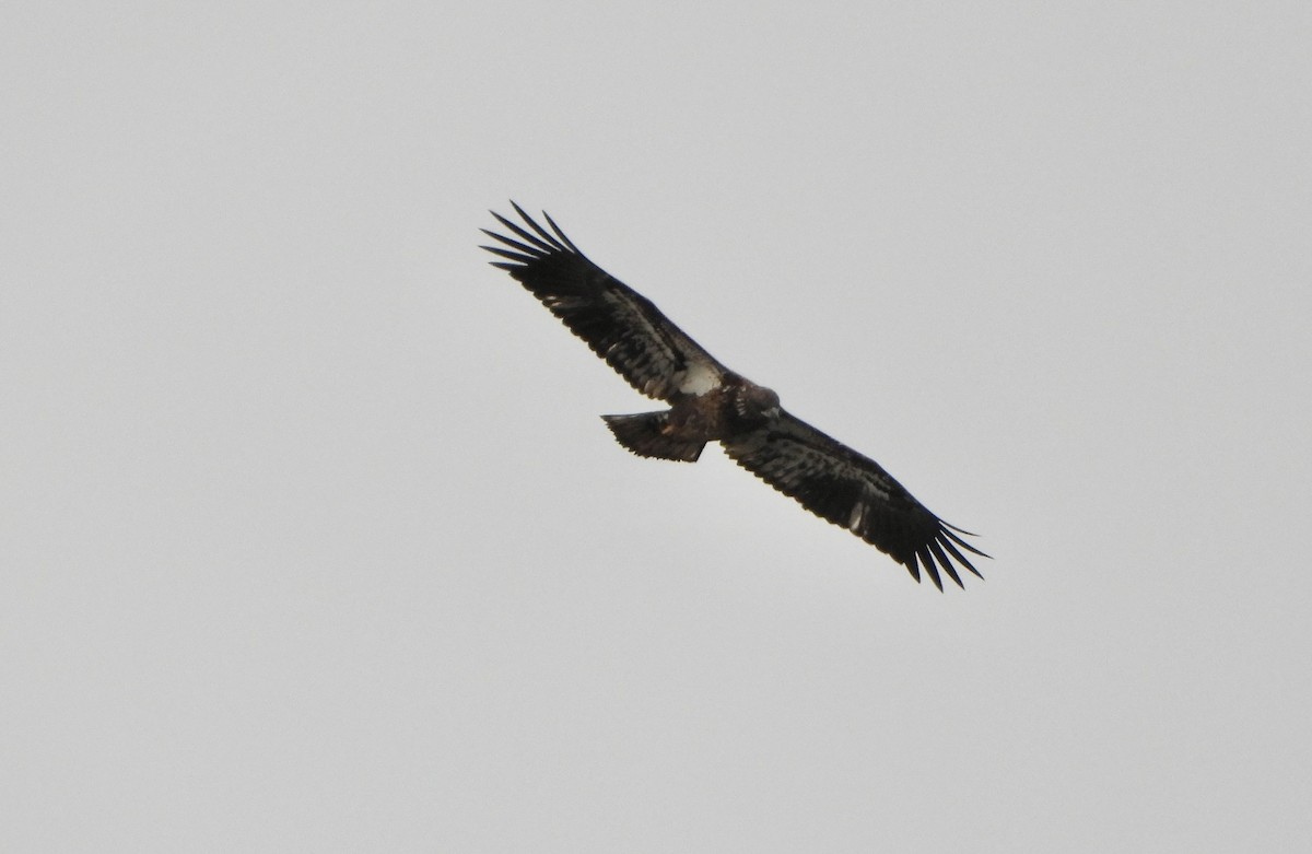 Bald Eagle - ML646197342