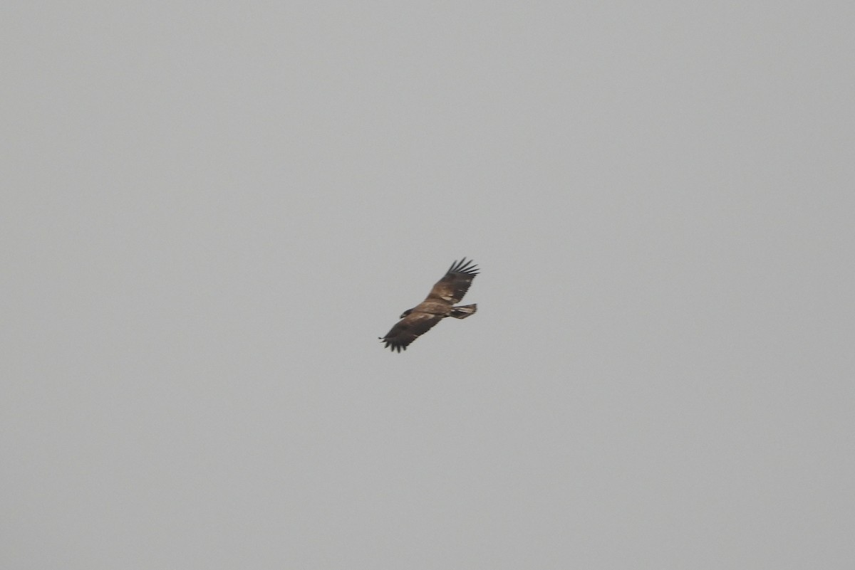 Bald Eagle - ML646197345