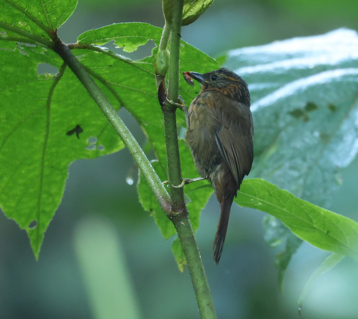 Spotted Barbtail - ML646197347