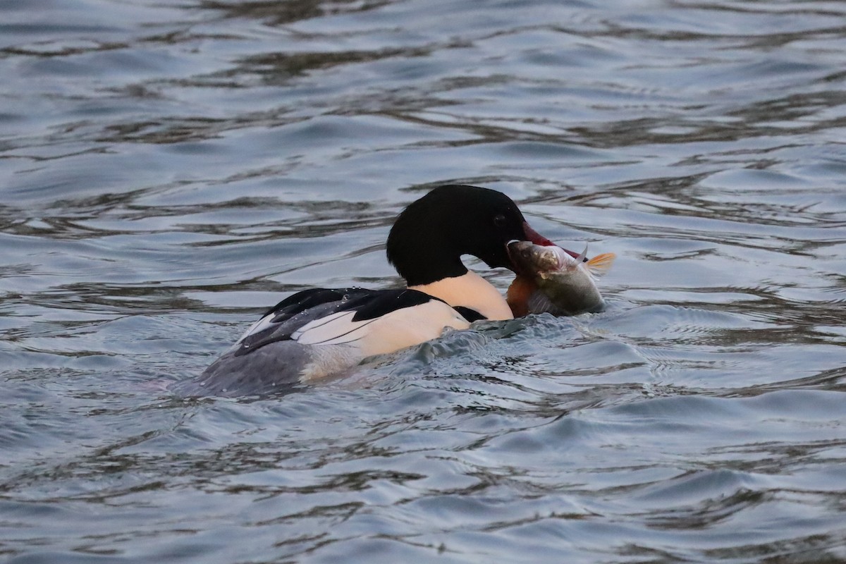 Common Merganser - ML646197348