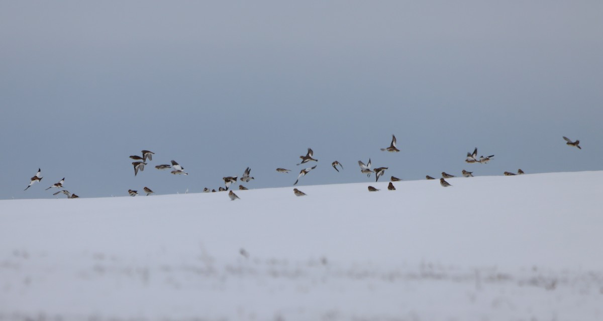 雪鵐 - ML646197349