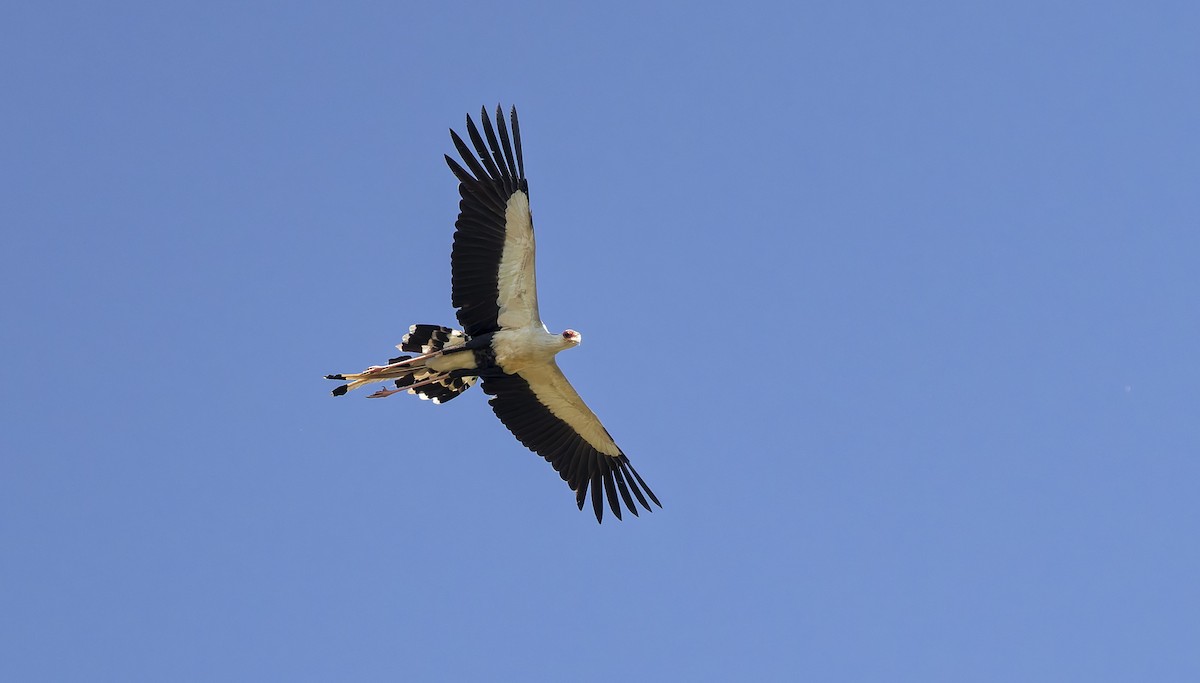 Secretarybird - ML646197352