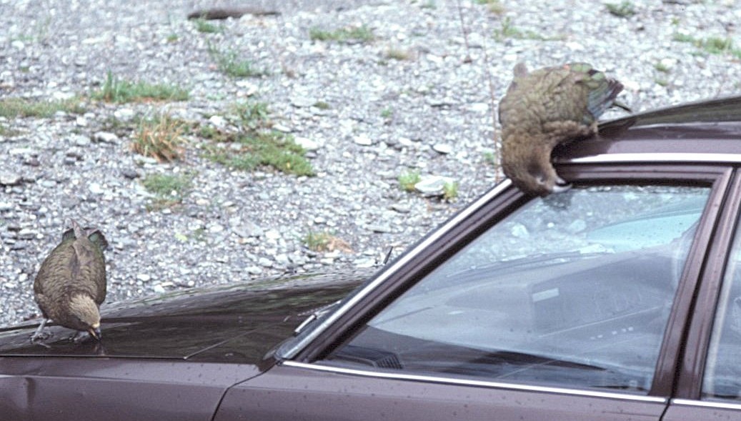 Кеа - ML646197354