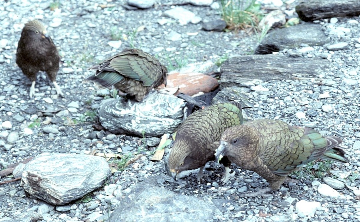 Кеа - ML646197355