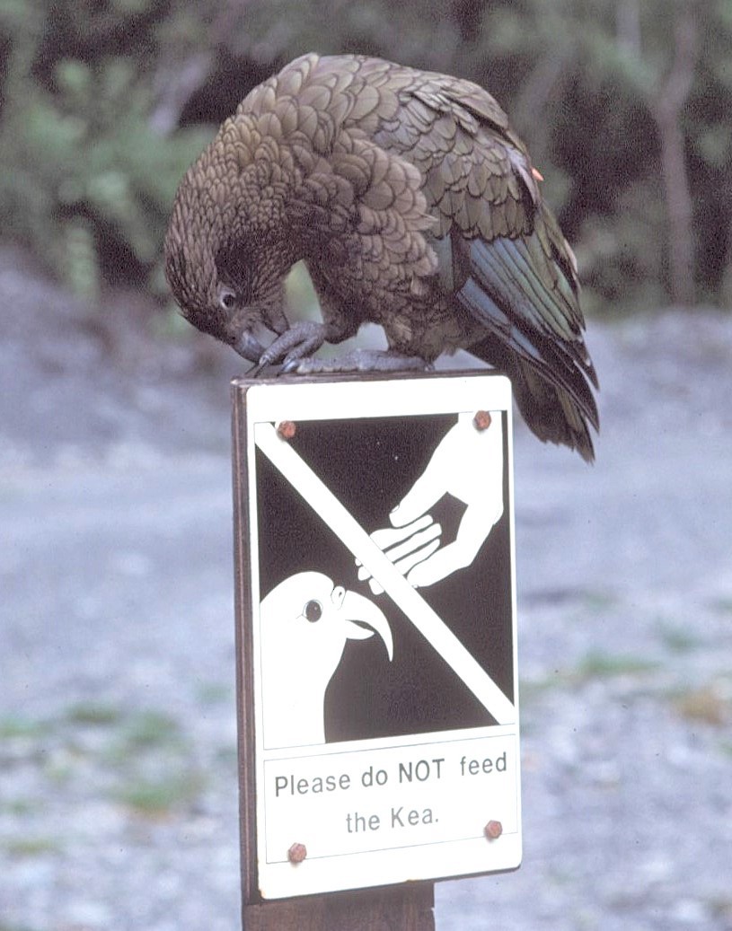 Кеа - ML646197356