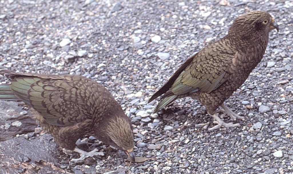 Кеа - ML646197358