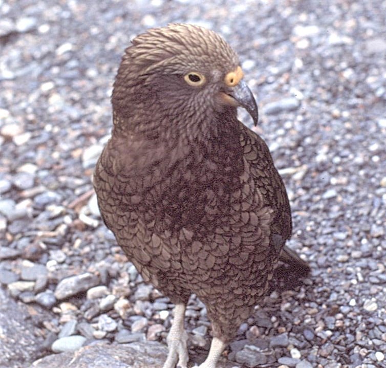 Кеа - ML646197360