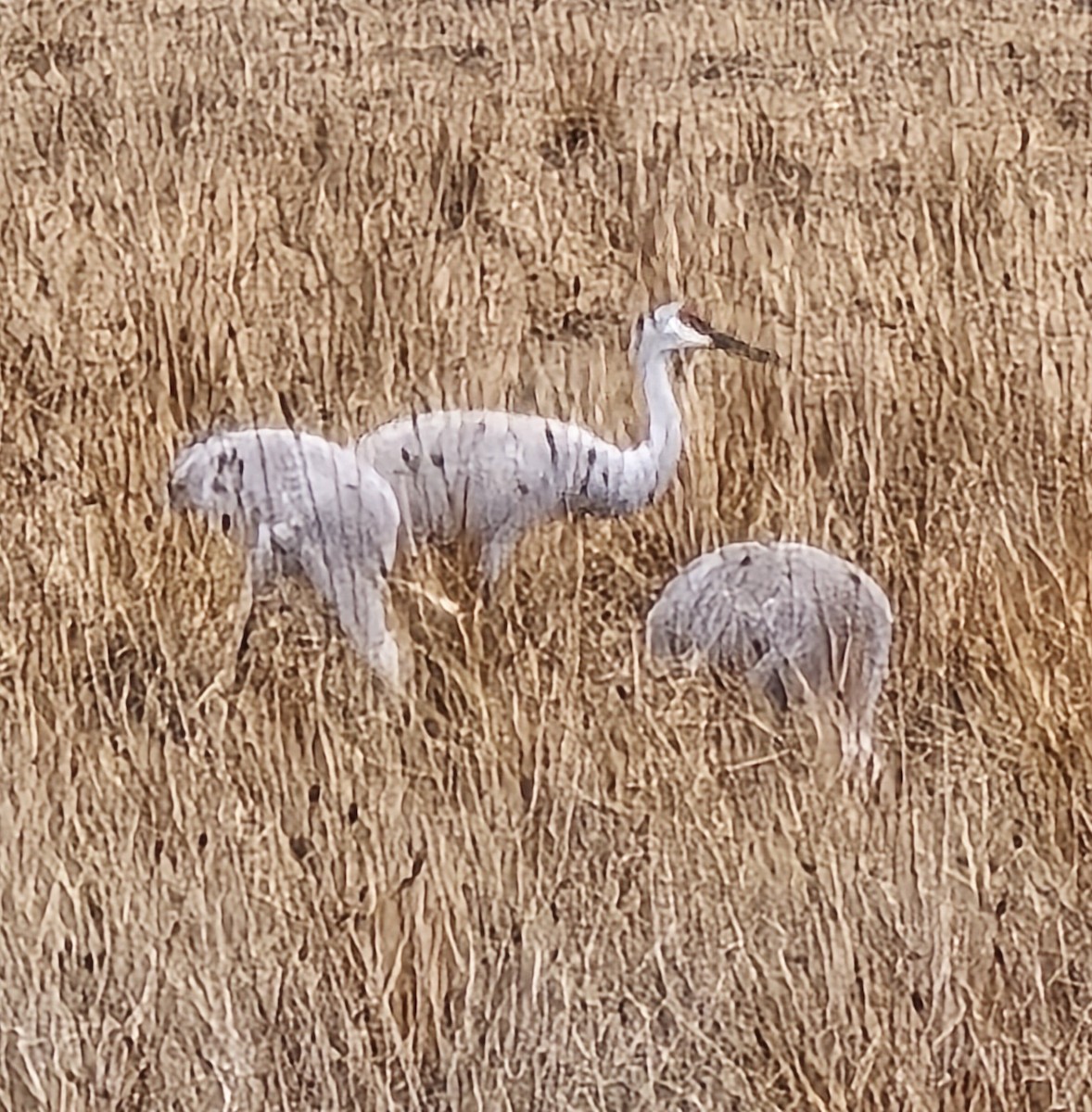 Sandhill Crane - ML646197362