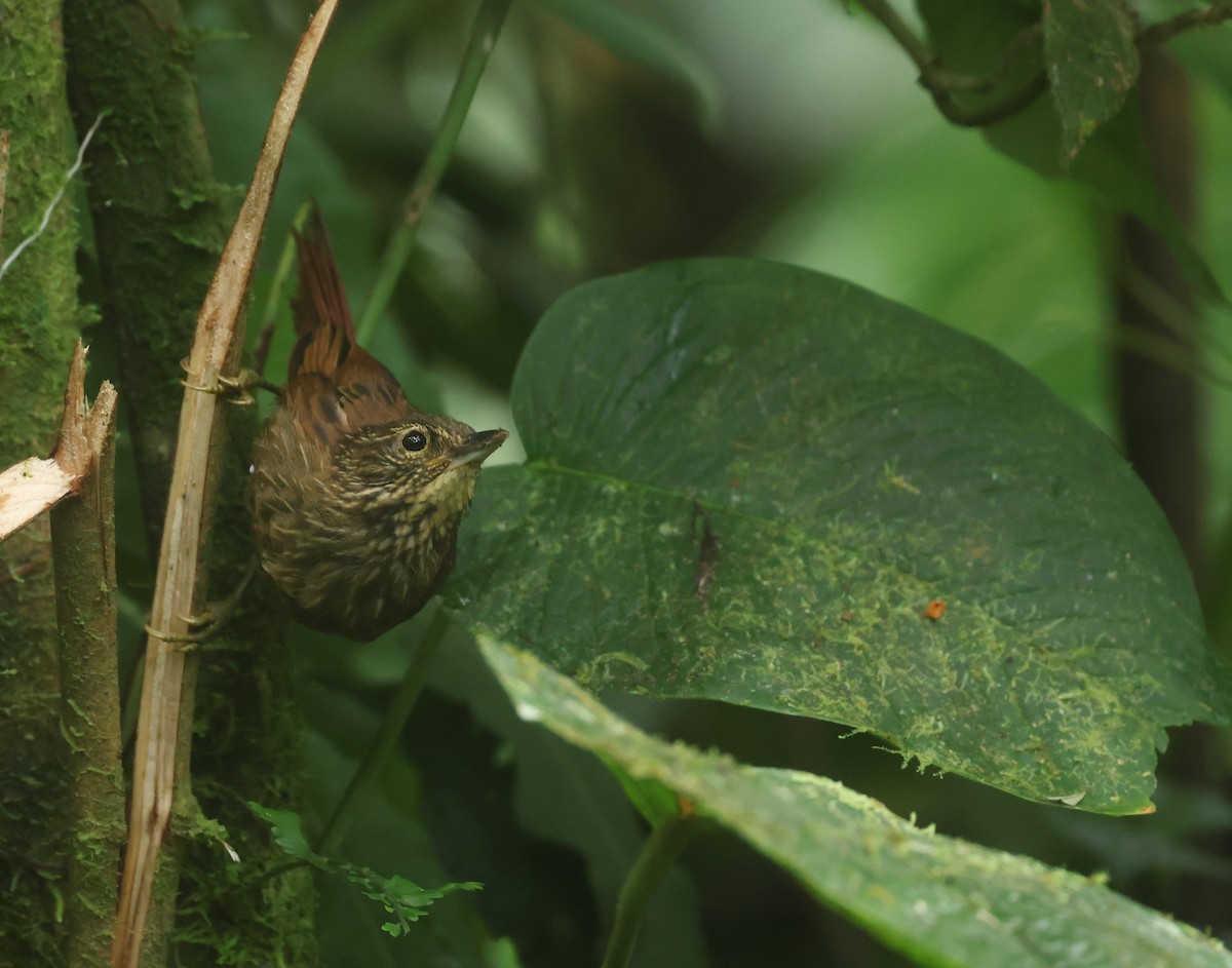 Lineated Foliage-gleaner - ML646197365