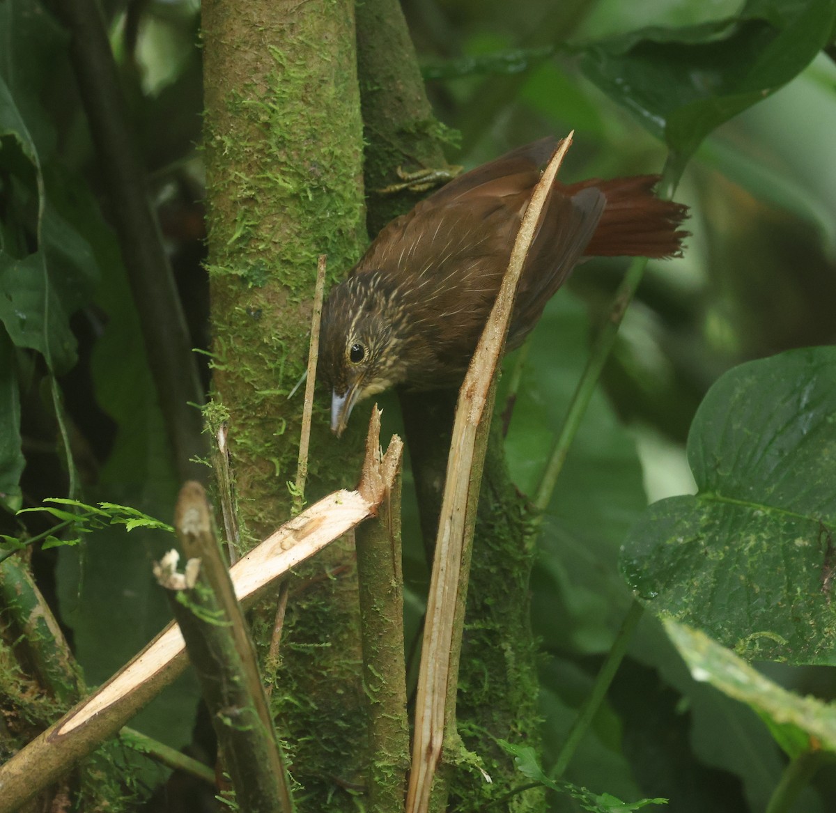 Lineated Foliage-gleaner - ML646197366
