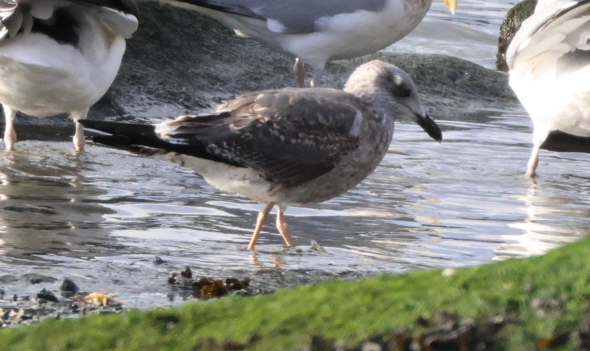 Lesser Black-backed Gull - ML646197367