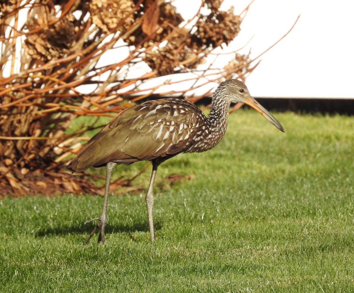 kurlan chřástalovitý - ML646197368