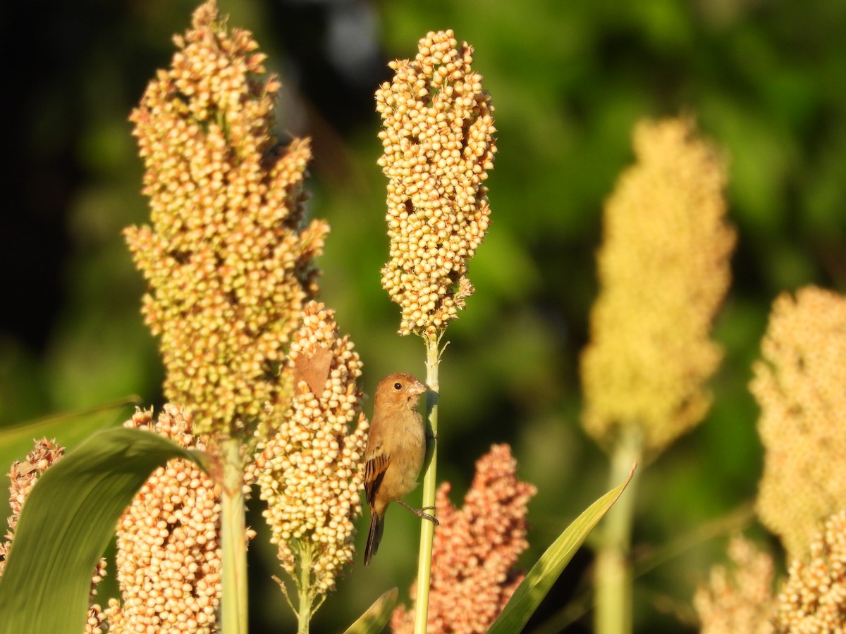 Ruddy-breasted Seedeater - ML646197369