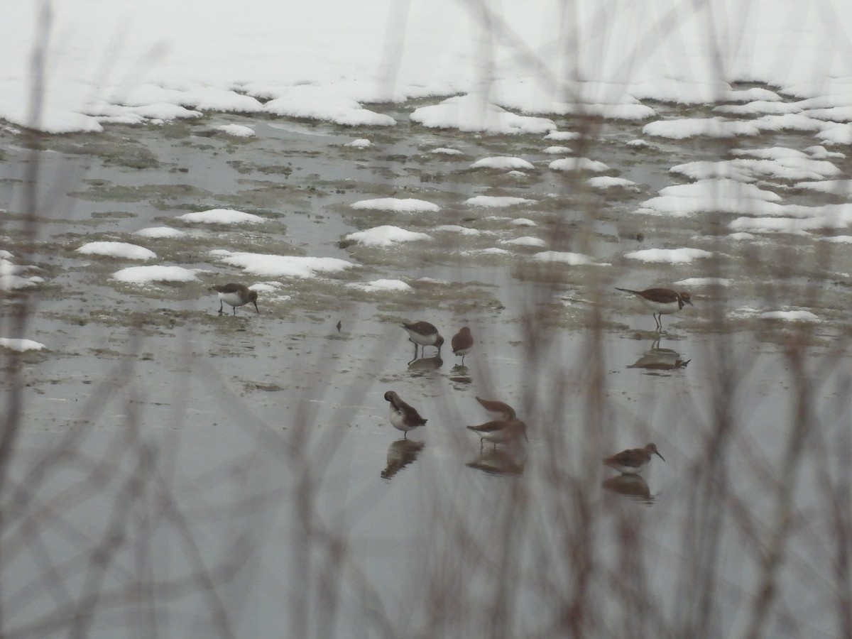 Dunlin - ML646197371