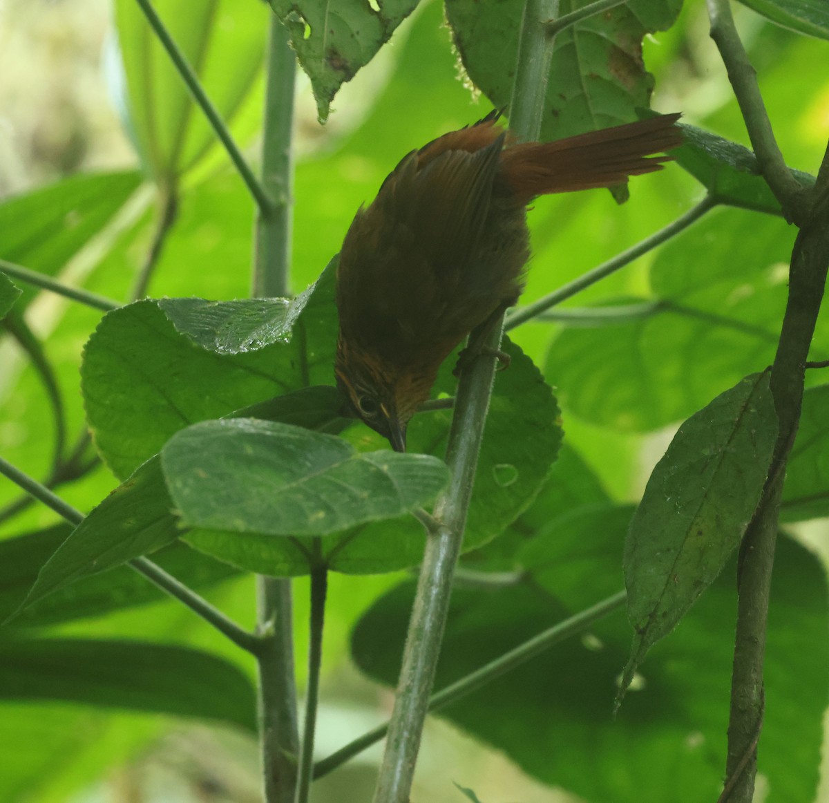Lineated Foliage-gleaner - ML646197377